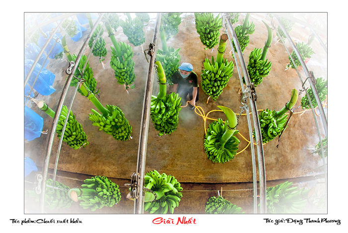 Tác phẩm Chuối xuất khẩu