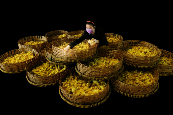 Chọn giống. TG Hoàng Hải (TPTA)